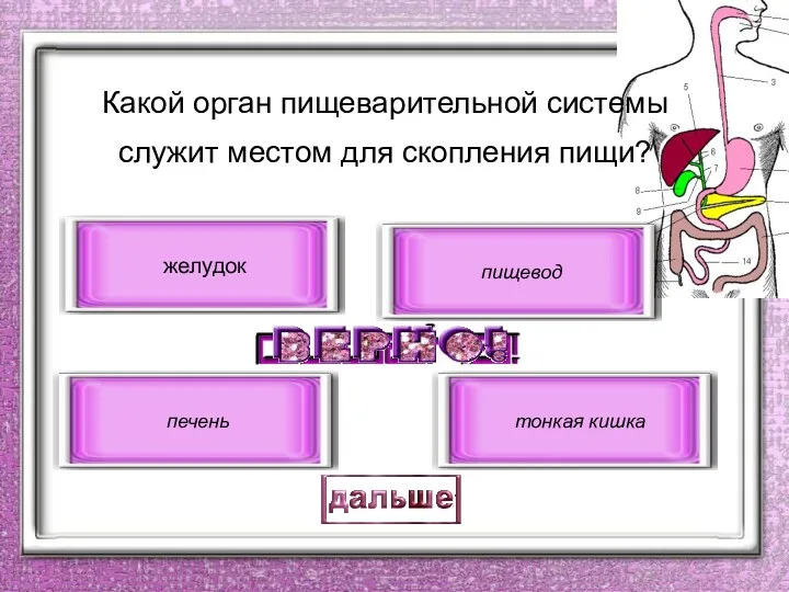 Какой орган пищеварительной системы служит местом для скопления пищи? желудок печень пищевод тонкая кишка