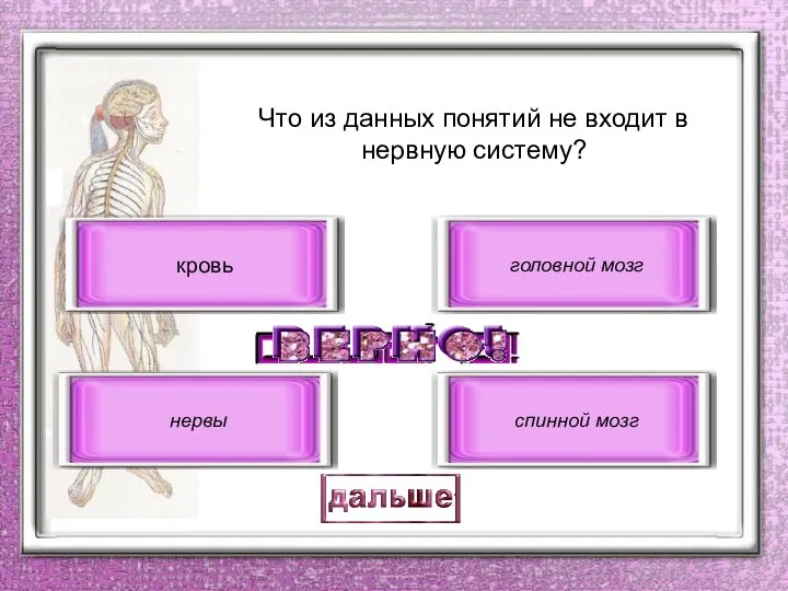 кровь нервы головной мозг спинной мозг Что из данных понятий не входит в нервную систему?