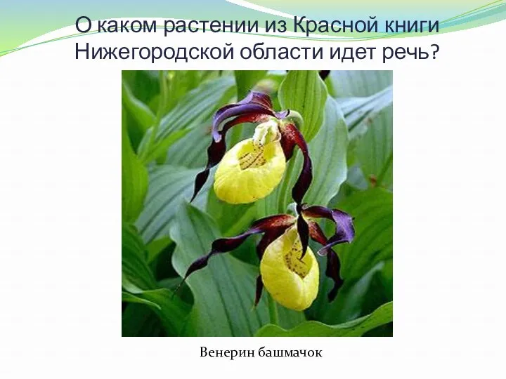 О каком растении из Красной книги Нижегородской области идет речь? Богиня по лесу