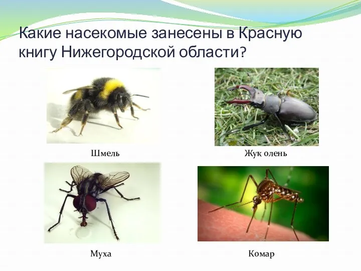 Какие насекомые занесены в Красную книгу Нижегородской области? Шмель Жук олень Муха Комар