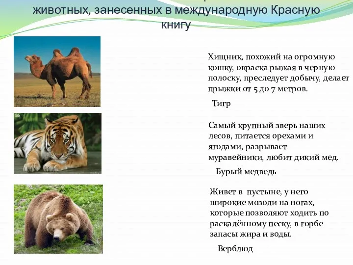 Установите соответствия картинок и описаний животных, занесенных в международную Красную книгу Хищник, похожий