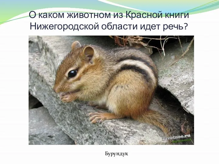 О каком животном из Красной книги Нижегородской области идет речь? Пять полосок на