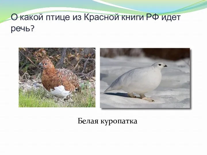 О какой птице из Красной книги РФ идет речь? Очень многих удивляю Тем,