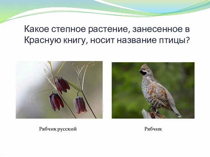 Какое степное растение, занесенное в Красную книгу, носит название птицы? Рябчик русский Рябчик