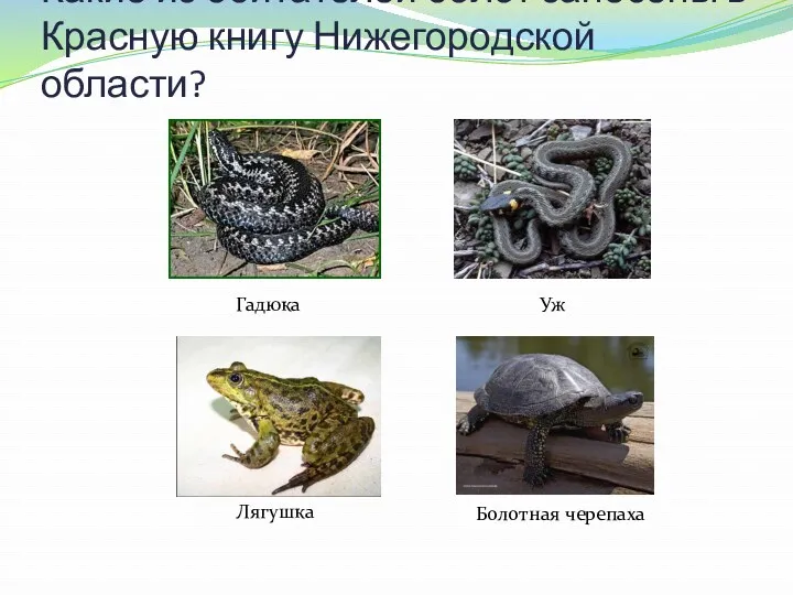 Какие из обитателей болот занесены в Красную книгу Нижегородской области? Лягушка Гадюка Уж Болотная черепаха