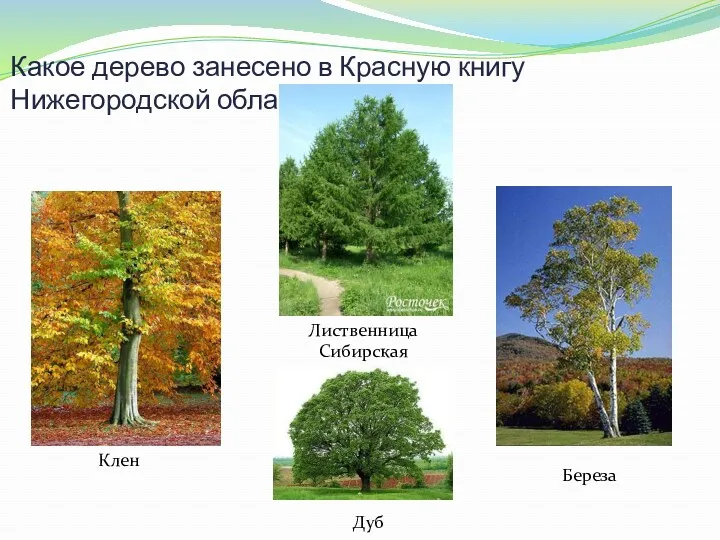 Какое дерево занесено в Красную книгу Нижегородской области? Лиственница Сибирская Дуб Клен Береза