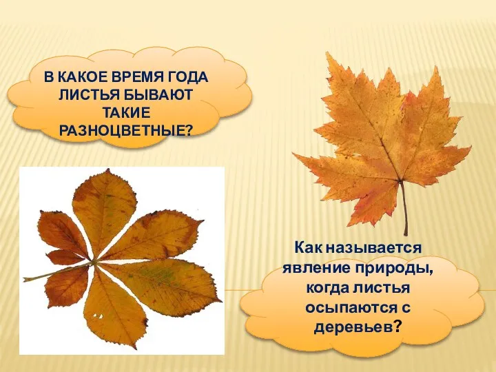 В какое время года листья бывают такие разноцветные? Как называется