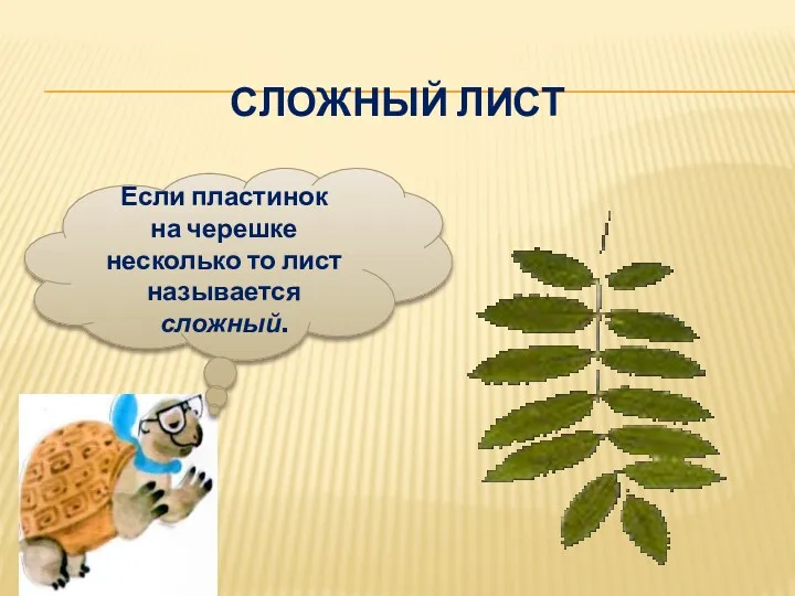 Если пластинок на черешке несколько то лист называется сложный. СЛОЖНЫЙ ЛИСТ