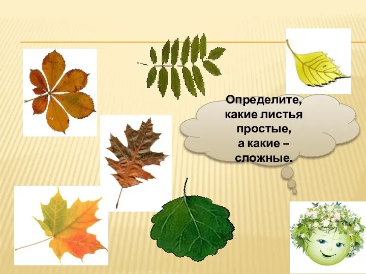 Определите, какие листья простые, а какие – сложные.