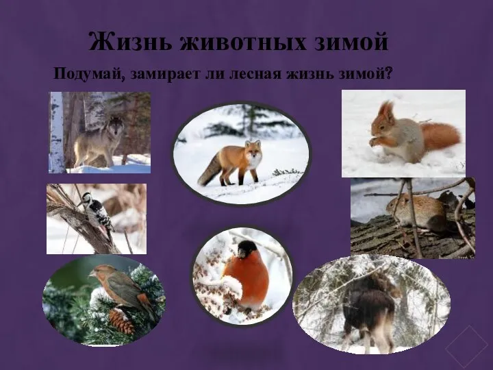 Жизнь животных зимой Подумай, замирает ли лесная жизнь зимой?