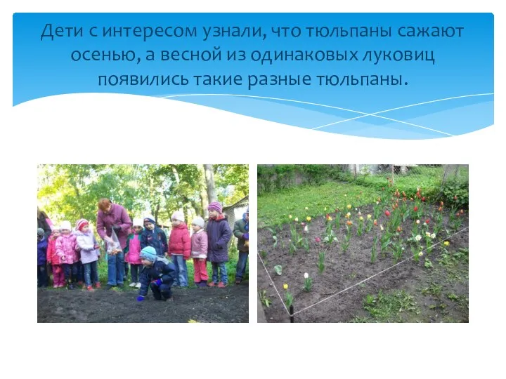 Дети с интересом узнали, что тюльпаны сажают осенью, а весной из одинаковых луковиц