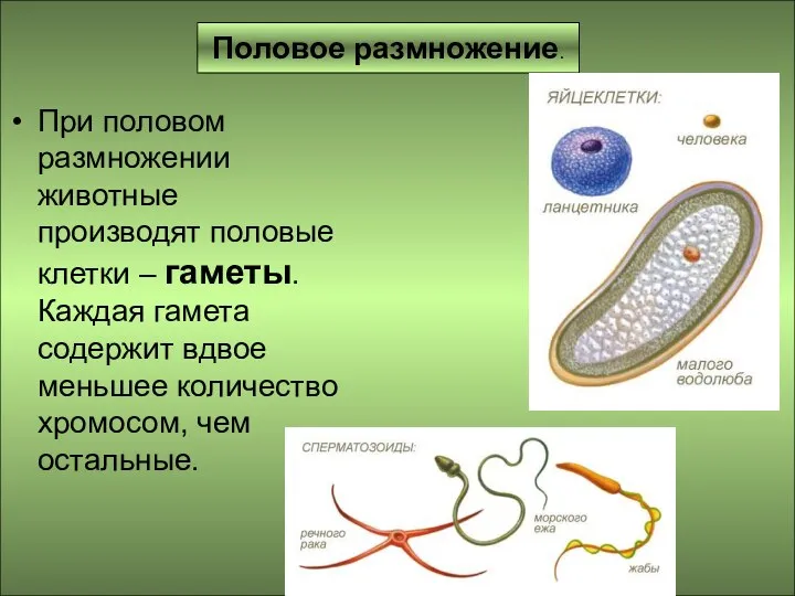 Половое размножение. При половом размножении животные производят половые клетки –