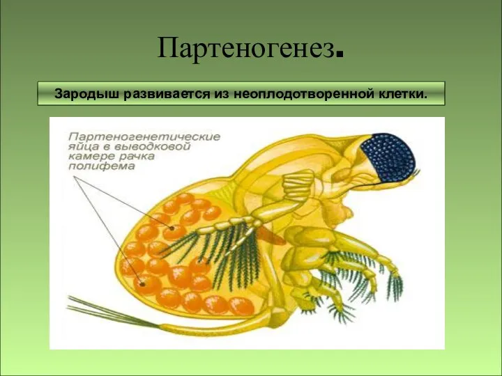 Зародыш развивается без оплодотворения яйцеклетки. Партеногенез. Зародыш развивается из неоплодотворенной клетки.