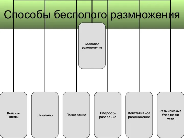 Способы бесполого размножения