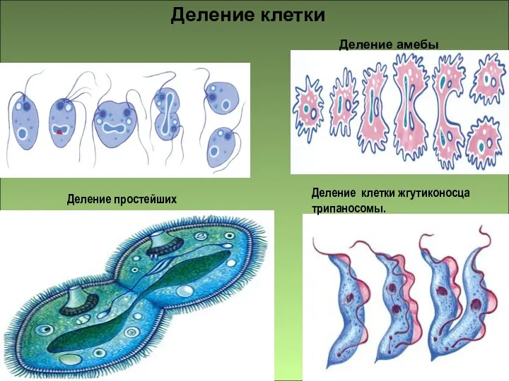 Деление клетки жгутиконосца трипаносомы. Деление простейших Деление клетки Деление амебы
