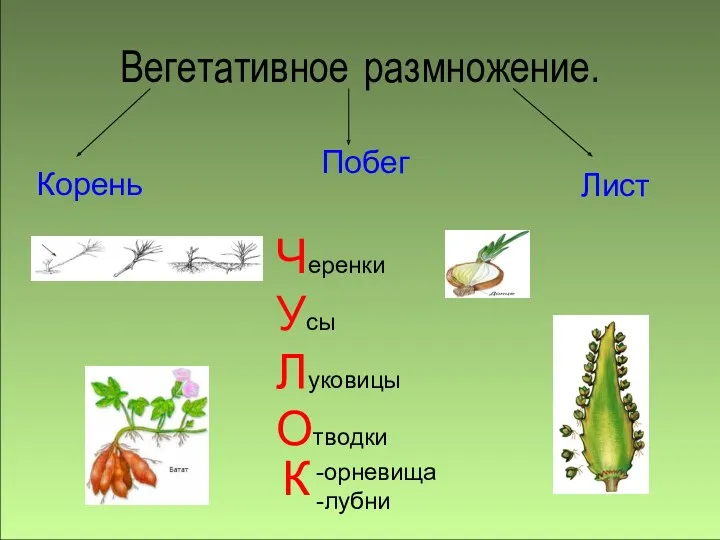 Вегетативное размножение. Корень Побег Лист Черенки Усы Луковицы Отводки -орневища -лубни К