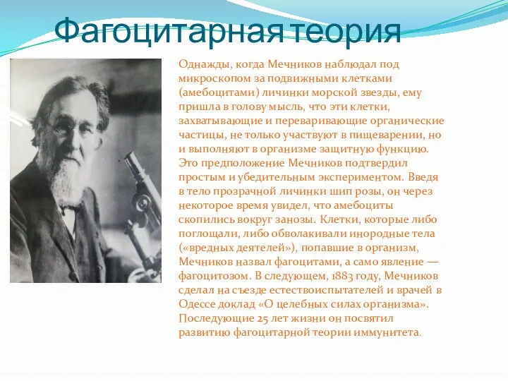 Фагоцитарная теория Однажды, когда Мечников наблюдал под микроскопом за подвижными