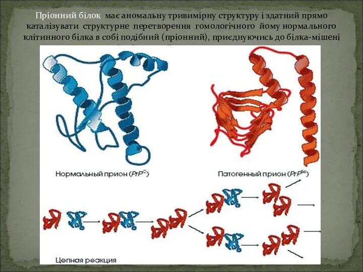 Пріонний білок має аномальну тривимірну структуру і здатний прямо каталізувати структурне перетворення гомологічного