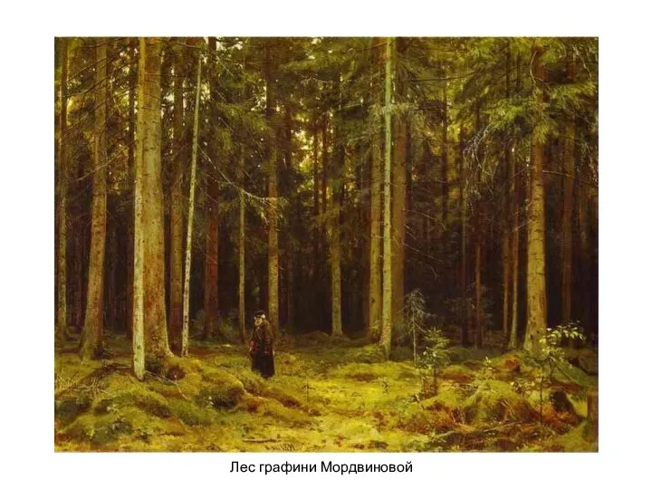 Лес графини Мордвиновой