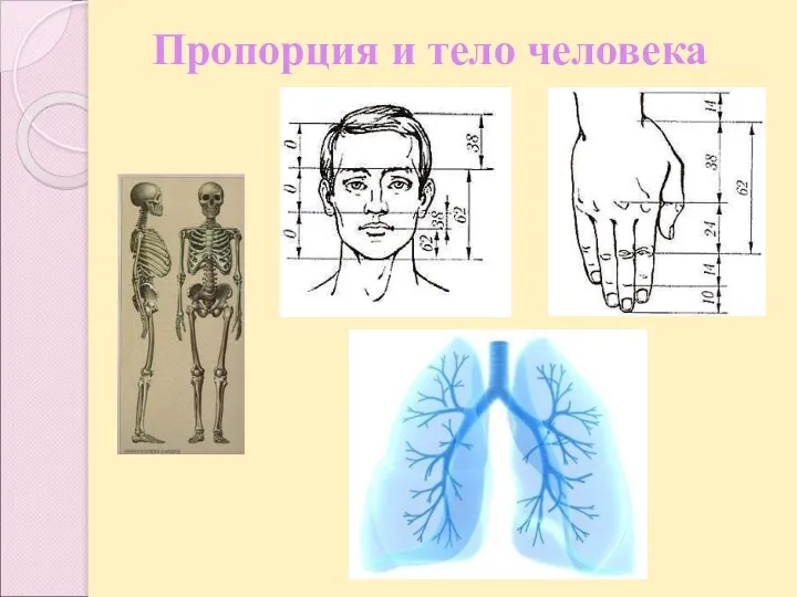 Пропорция и тело человека