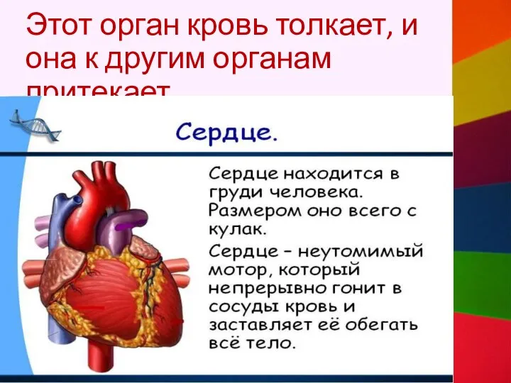 Этот орган кровь толкает, и она к другим органам притекает.