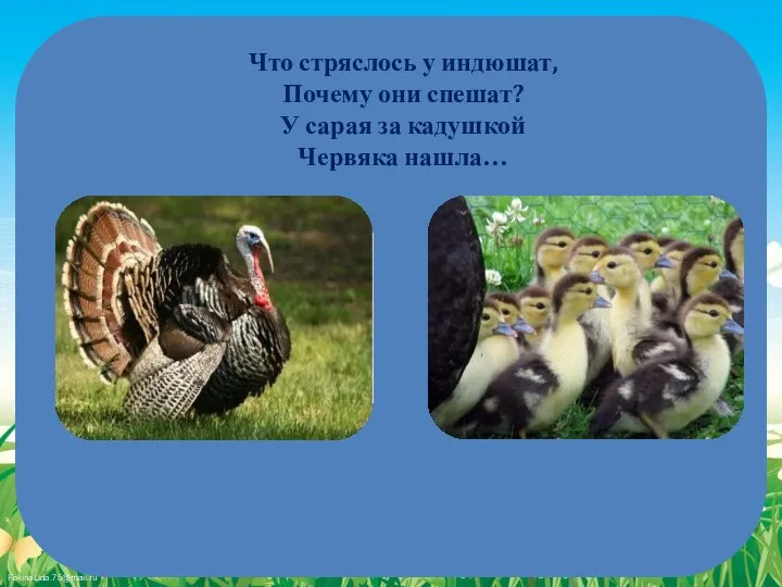 Что стряслось у индюшат, Почему они спешат? У сарая за кадушкой Червяка нашла…