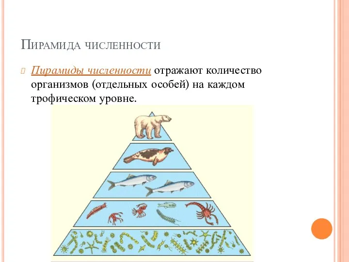 Пирамида численности Пирамиды численности отражают количество организмов (отдельных особей) на каждом трофическом уровне.