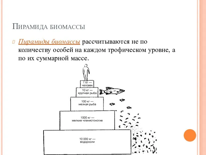 Пирамида биомассы Пирамиды биомассы рассчитываются не по количеству особей на