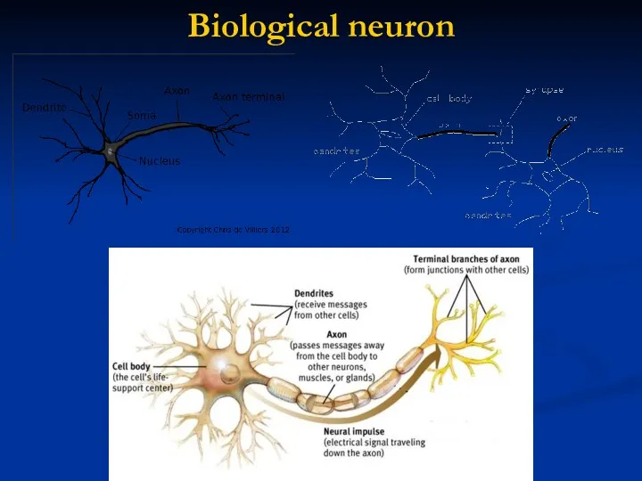 Biological neuron