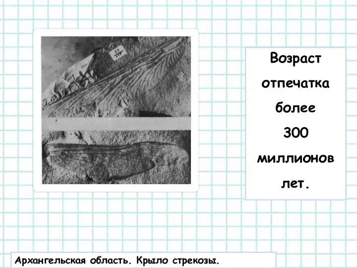 Возраст отпечатка более 300 миллионов лет. Архангельская область. Крыло стрекозы.