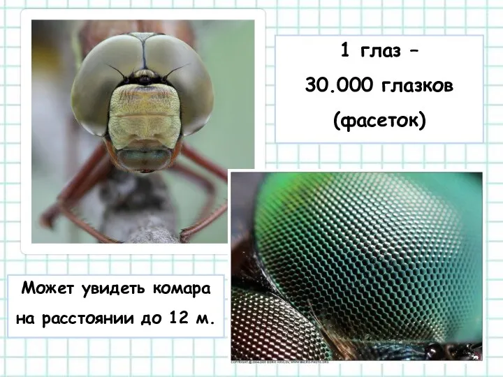 1 глаз – 30.000 глазков (фасеток) Может увидеть комара на расстоянии до 12 м.