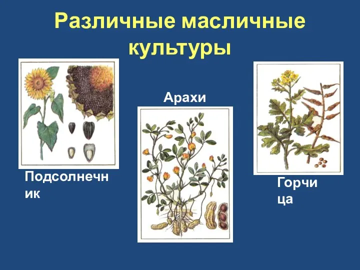 Различные масличные культуры Подсолнечник Арахис Горчица