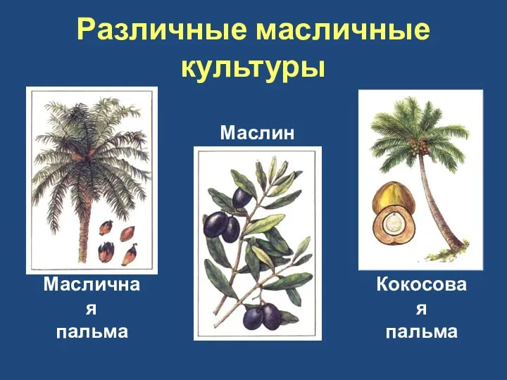 Различные масличные культуры Масличная пальма Маслина Кокосовая пальма