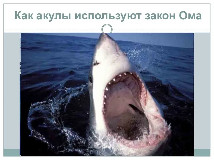 Как акулы используют закон Ома
