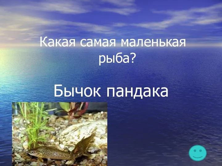 Какая самая маленькая рыба? Бычок пандака