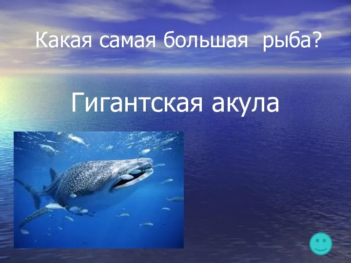 Какая самая большая рыба? Гигантская акула