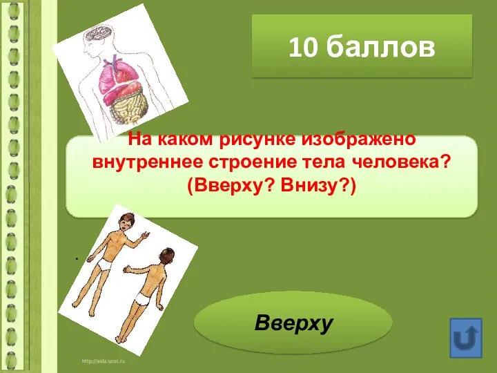 10 баллов На каком рисунке изображено внутреннее строение тела человека? (Вверху? Внизу?) . Вверху