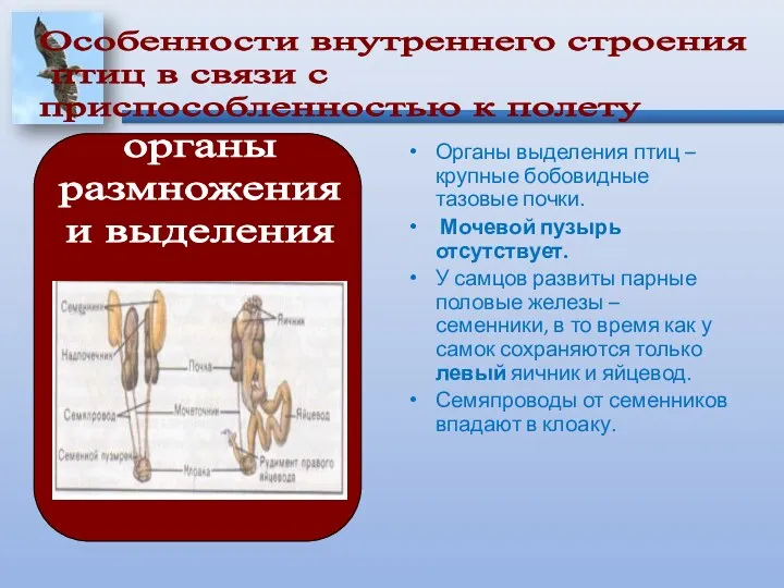 Органы выделения птиц – крупные бобовидные тазовые почки. Мочевой пузырь