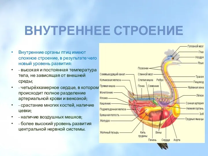 Внутреннее строение Внутренние органы птиц имеют сложное строение, в результате