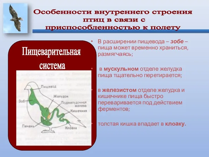 В расширении пищевода – зобе – пища может временно храниться,