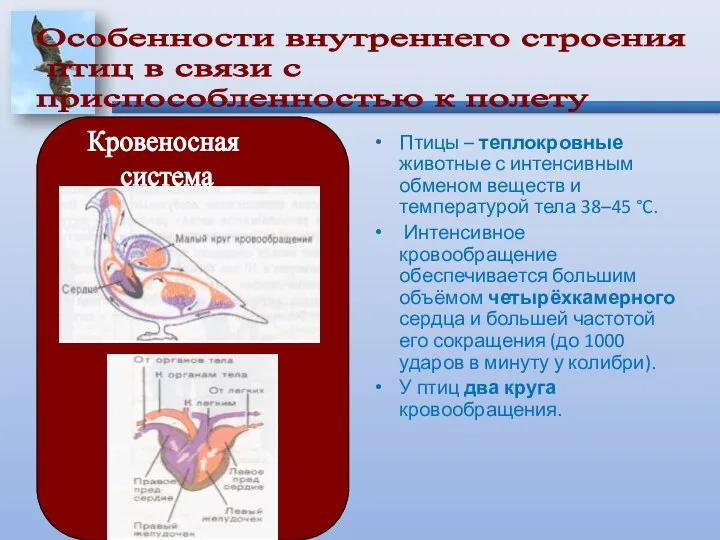 Птицы – теплокровные животные с интенсивным обменом веществ и температурой