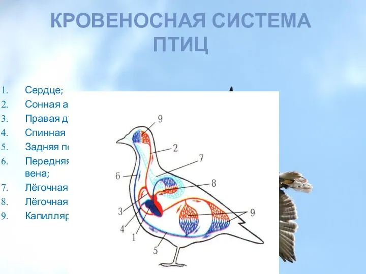 Кровеносная система птиц Сердце; Сонная артерия; Правая дуга аорты; Спинная
