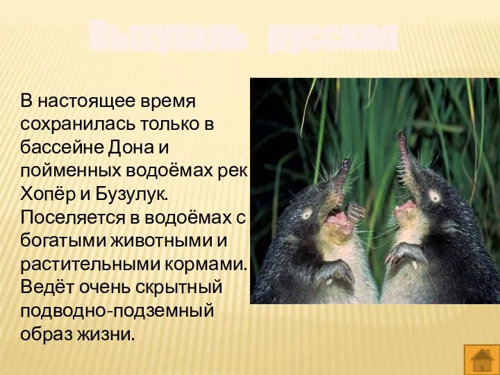 Выхухоль русская В настоящее время сохранилась только в бассейне Дона