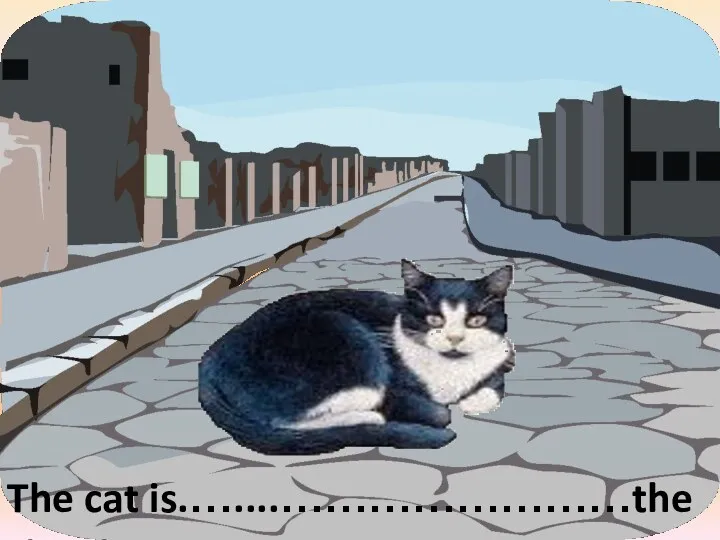 The cat is.…....……………………the street. in the middle of