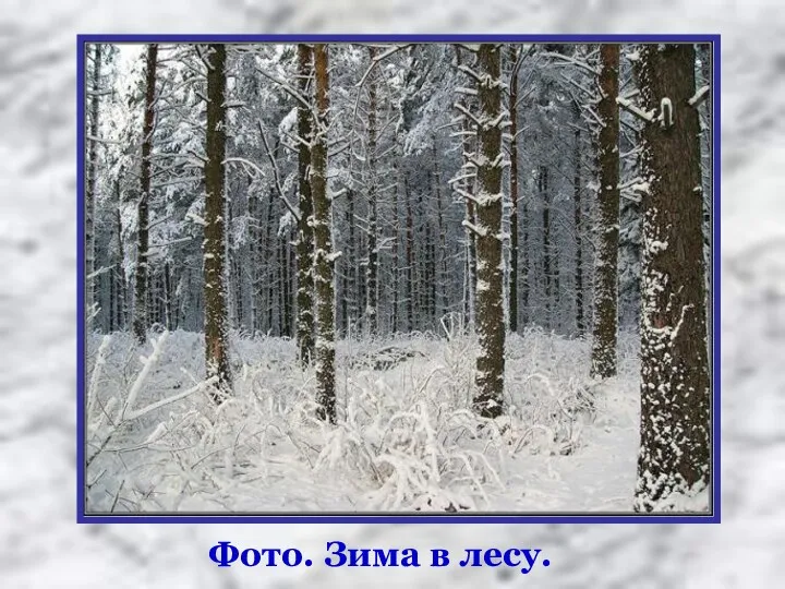 Фото. Зима в лесу.