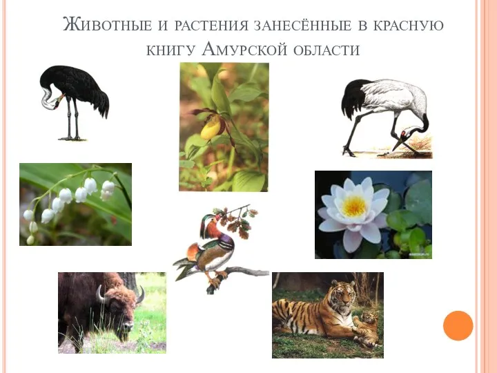 Животные и растения занесённые в красную книгу Амурской области