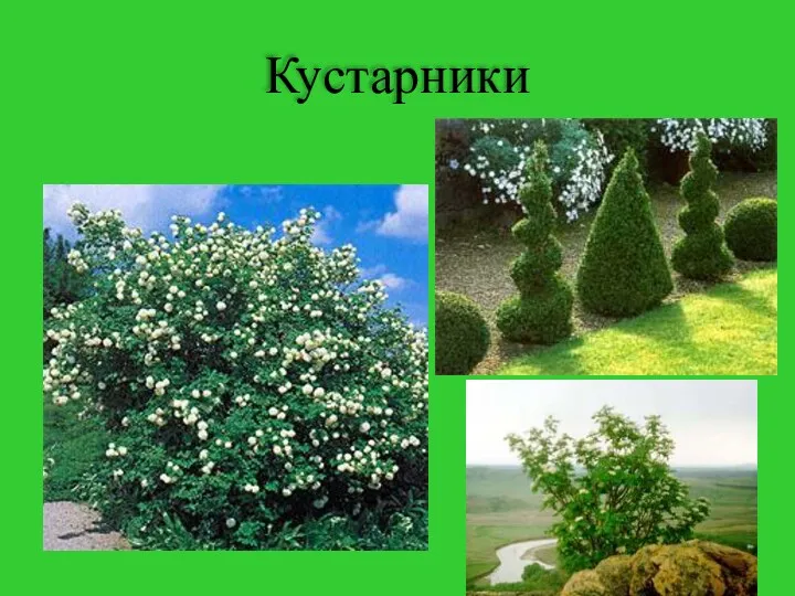 Кустарники