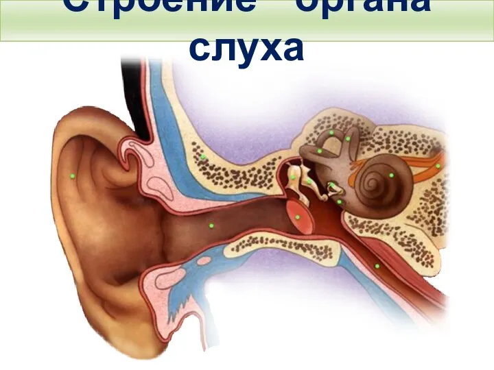 Строение органа слуха Тема. Строение и функции слухового анализатора. Гигиена слуха.