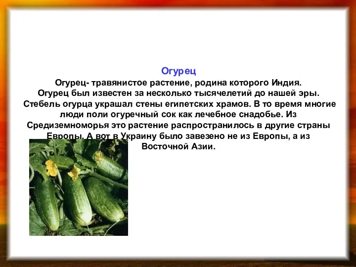 Огурец Огурец- травянистое растение, родина которого Индия. Огурец был известен
