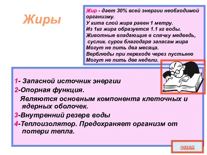 Жир - дает 30% всей энергии необходимой организму. У кита